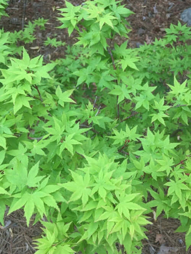Acer palmatum 'Winter Flame' - mapleridgenursery